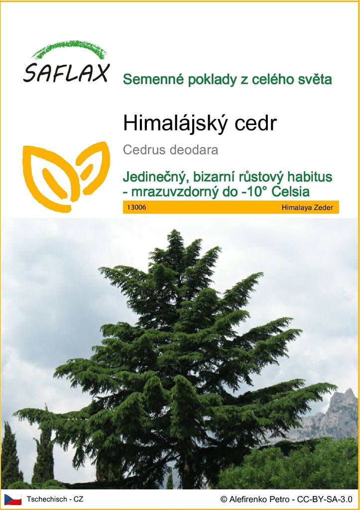 SAFLAX - Himalájský cedr - Cedrus deodara - 35 Semena Obrázek produktu 