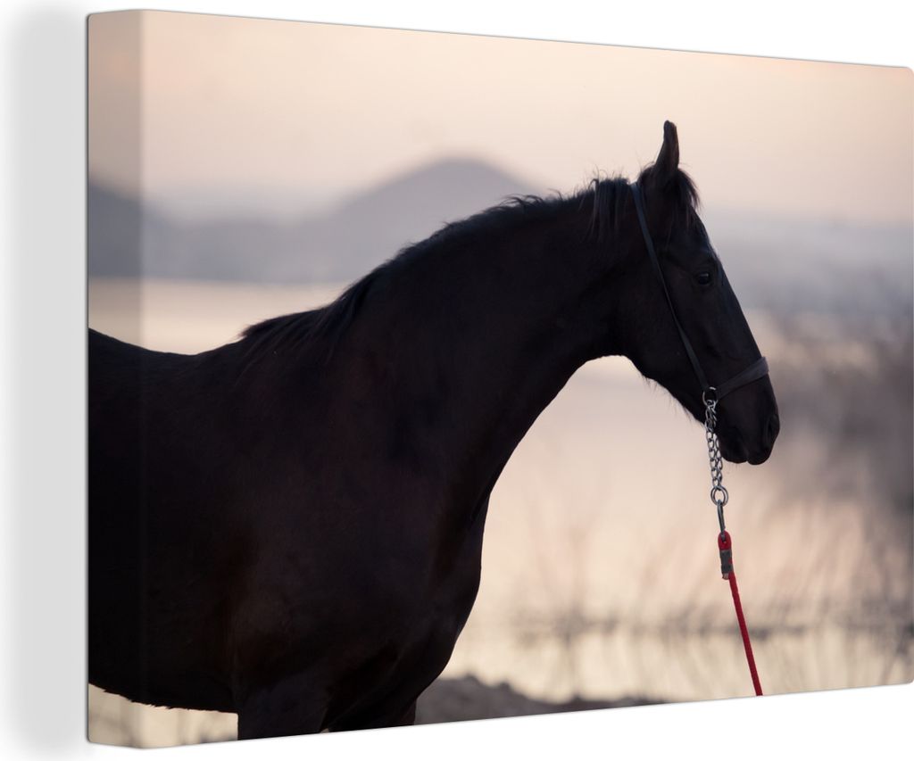 OneMillionCanvasses - Leinwandbilder - 140x90 cm, Sonnenaufgang - Pferd - Marwari, Wandbilder Kunstdruck Wanddekoration