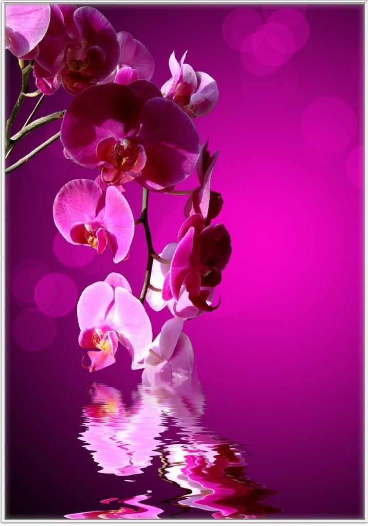 Wallario Wandbild Rosafarbene Orchidee Blüten in pink, Größe: 70,30 x 100,30 cm, Poster mit weißem Kunststoffrahmen