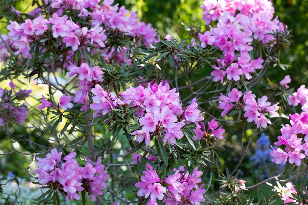 Rhododendron Hybride Graziella 30-40 cm, im Topf, immergrün Produktbild 