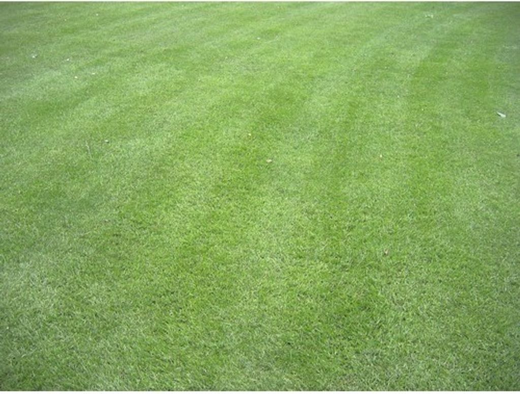 Kiepenkerl RSM 3.2 Sportrasen Regeneration - mit Poa pratensis 10kg