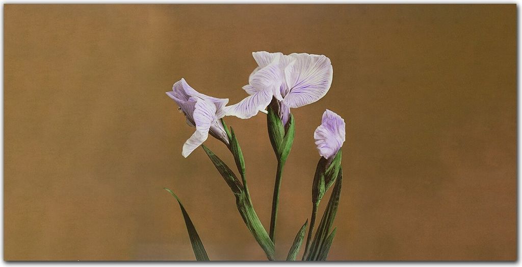 Coloray Bild aus Acryl 140 cm x 70 cm - Wanddekoration Wohnzimmer Bild auf Acrylglas Gehärtetes Acryl Dekoration Küche - Blumen Pflanzen