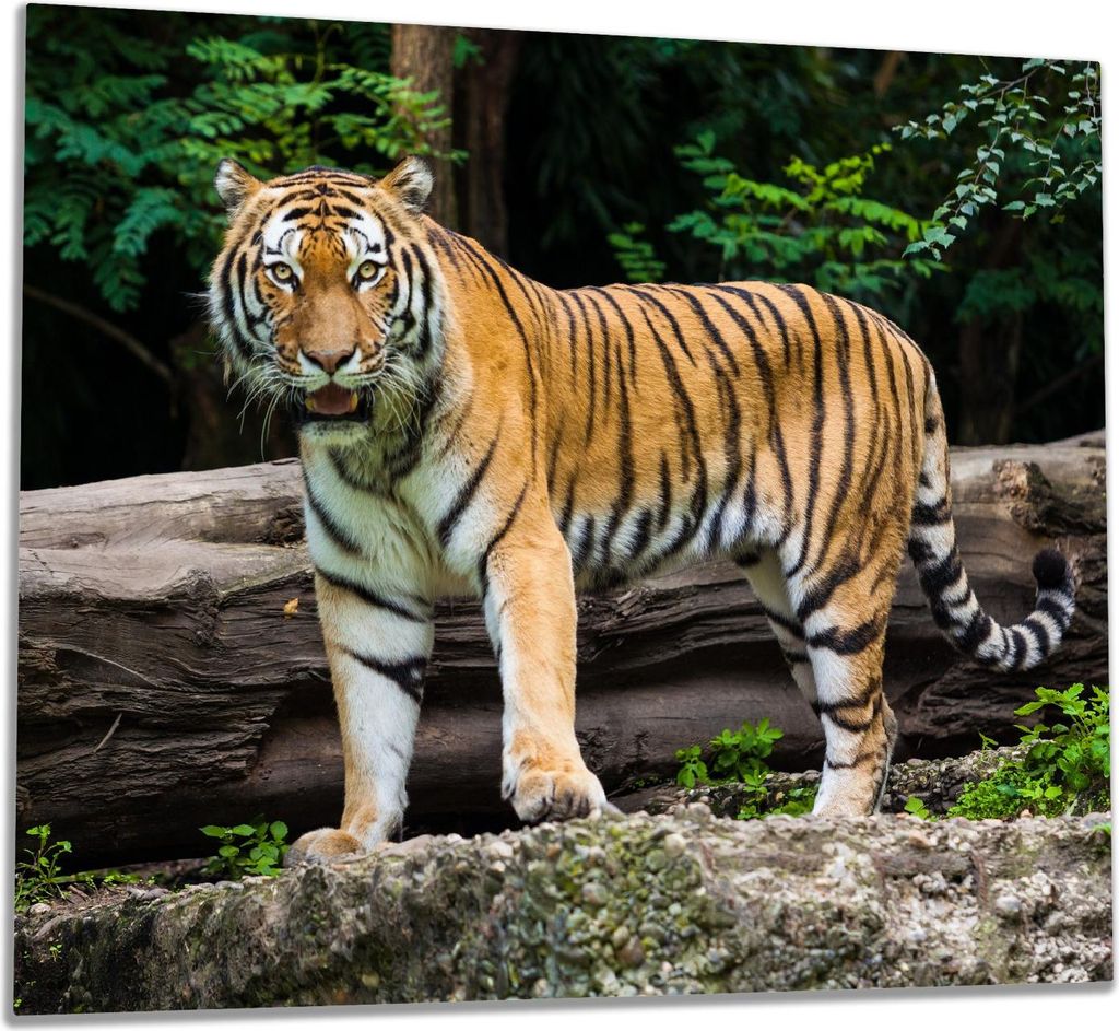 Wallario Herdabdeckplatte aus Glas, Größe 60 x 52 cm 1-teilig, Motiv Blick des Tigers