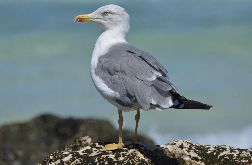 hansepuzzle 15155 - Möwe Puzzle, 500 Teile, Tierwelt, 46,0 x 30,0cm mit hochwertiger Aufbewahrung, Kartonbox und wiederverschließbarem Beutel