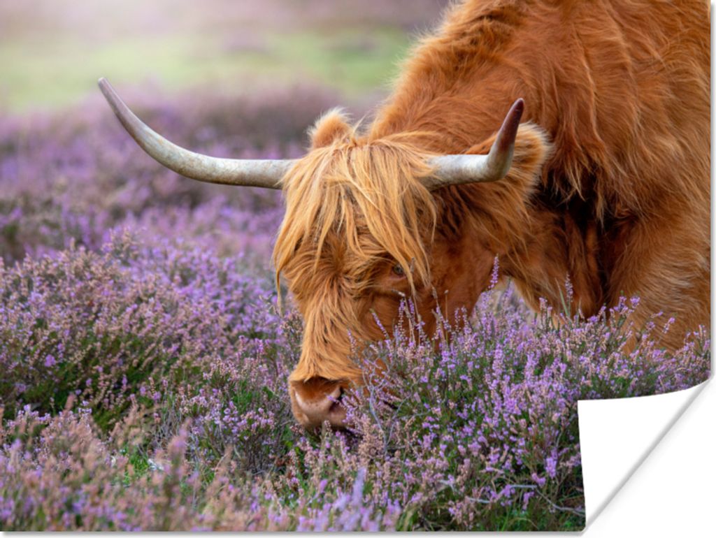 MuchoWow Poster Schottische Highlander - Tiere - Heide 120x90 cm - Wandbild