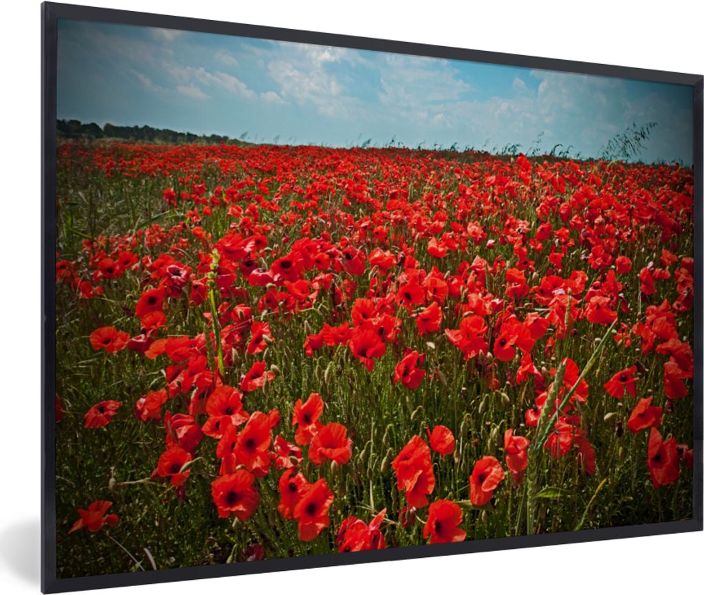 MuchoWow MuchoWow Gerahmtes Poster Eine Wiese voller Mohnblumen 90x60 cm - Poster mit zchwarzem Bilderrahmen - Fotorahmen - Foto-Plakat