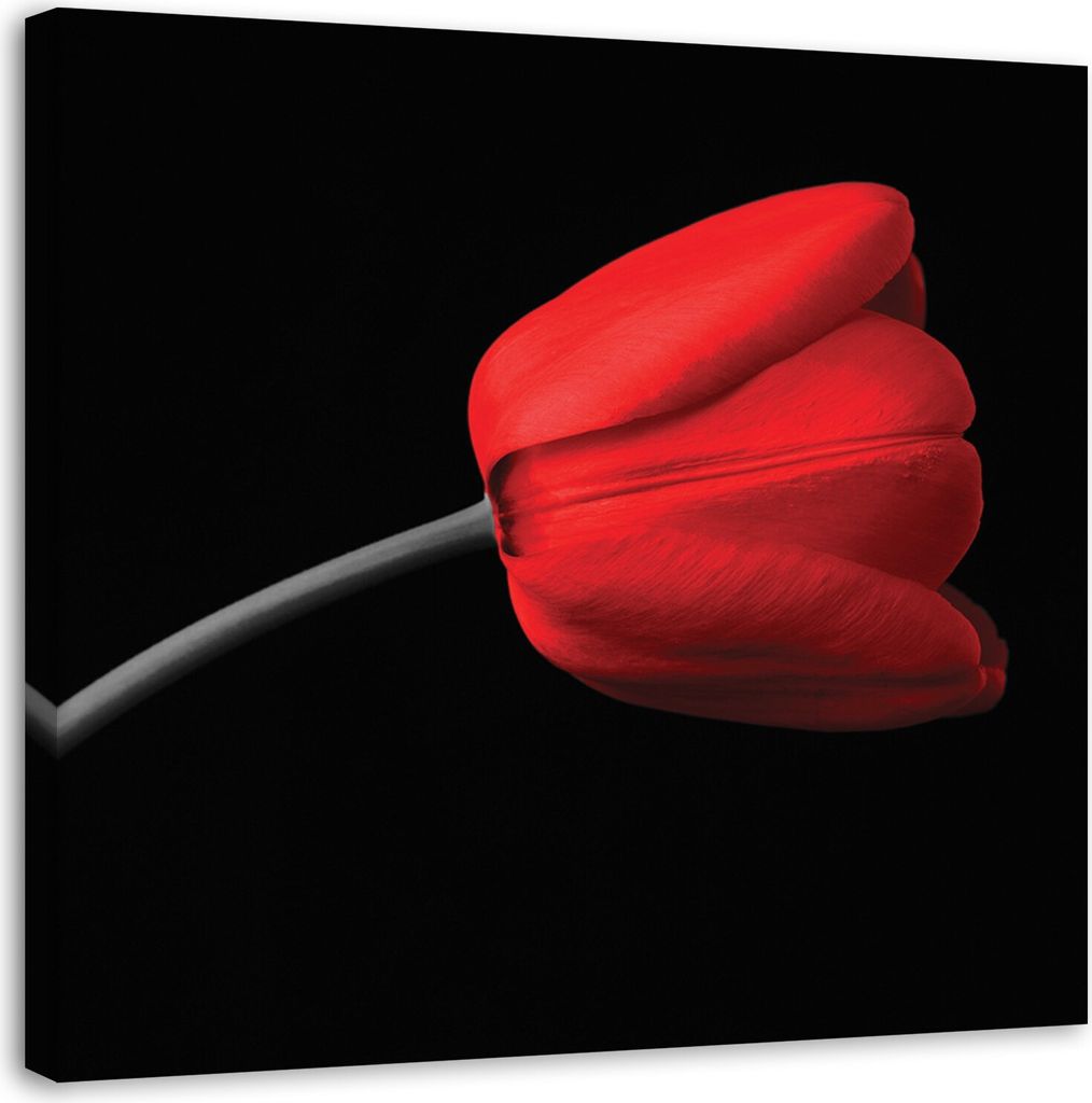 Leinwandbild rote tulpenblüte 60x60 cm Feeby rot wandbild bereit zum aufhängen