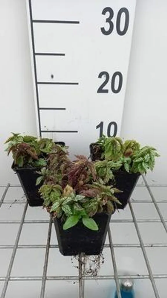 Aménager un sous-bois : 6 Lamiastrum Herman's Pride en pots de 9 cm