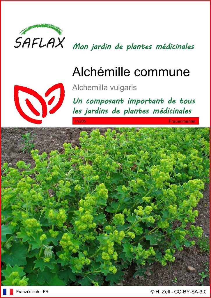 SAFLAX  - Alchémille commune - 100 graines - Alchemilla Image du produit 