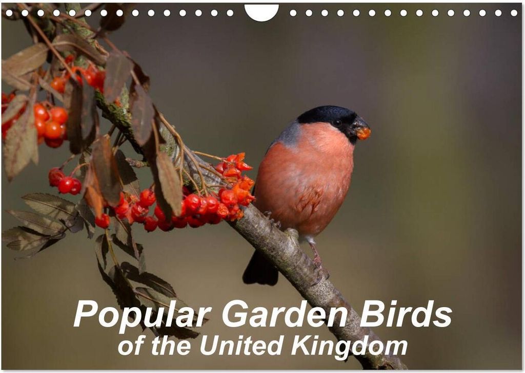 Popular garden birds of the united kingdom (Wall Calendar 2026 DIN A4 landscape), CALVENDO 12 Month Wall Calendar