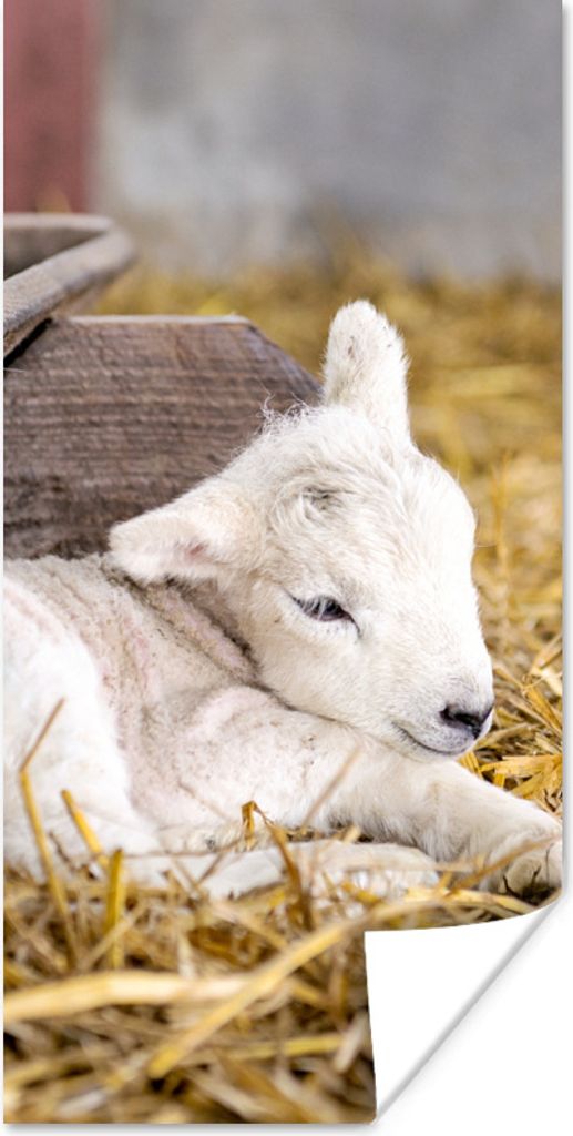 MuchoWow Poster Ein neugeborenes Lamm, das zwischen den Strohhalmen liegt 60x120 cm - Wandschmuck