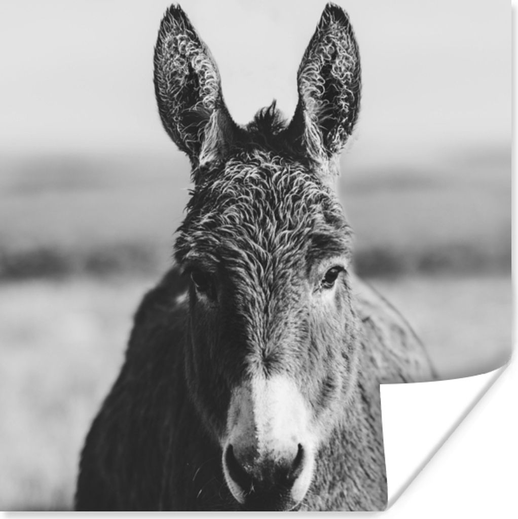 MuchoWow Poster Esel - Schwarz - Tiere - Weiß 30x30 cm - Wandposter - Printing
