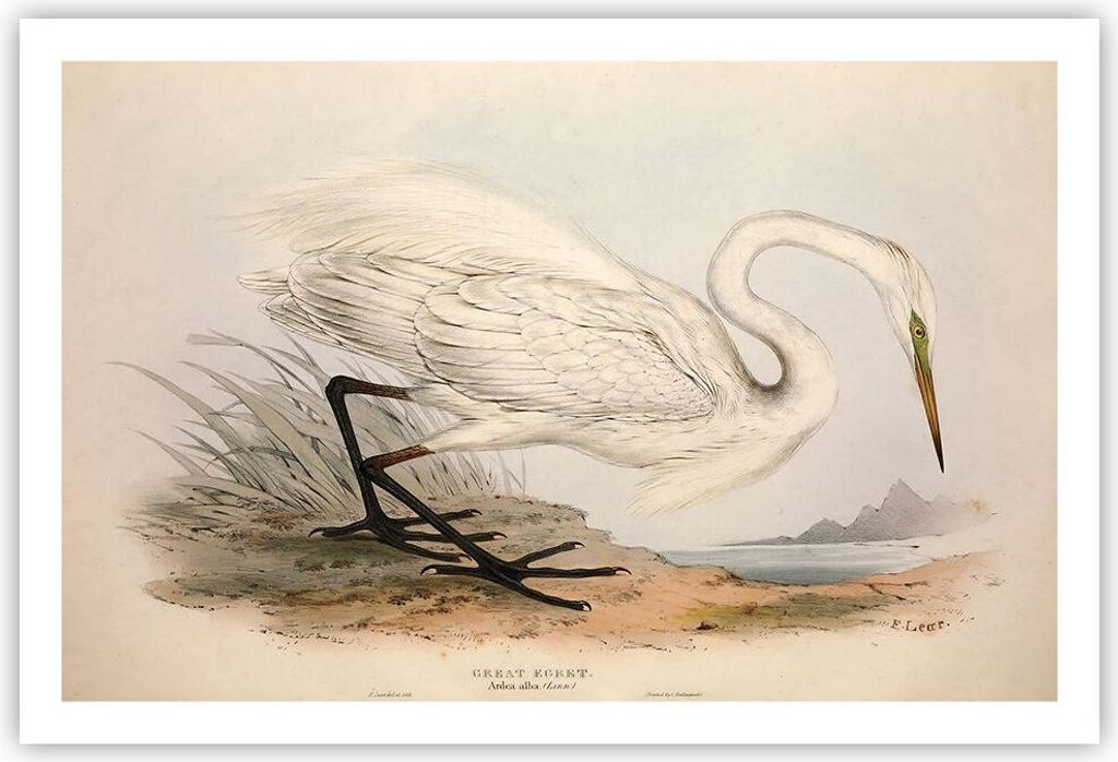 Poster - Poster ohne Rahmen - Vogel Weiß Reiher - 91,5x61 cm - Wand Bild - Wanddeko - Wandbilder - Kunstposter - Wandposter - Bilder - Kunstdruck ...