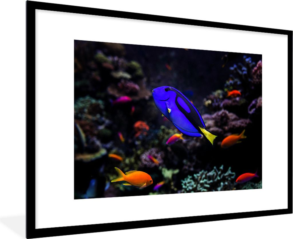 MuchoWow Gerahmtes Poster Ein Picasso-Doktorfisch in einem Aquarium 90x60 cm - Poster mit Schwarzem Bilderrahmen Wandposter Rahmen Foto Bilder - ...