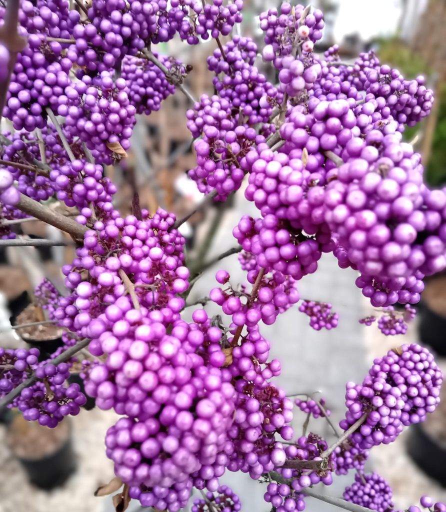Liebesperlenstrauch Callicarpa bodinieri 'Profusion' Produktbild 