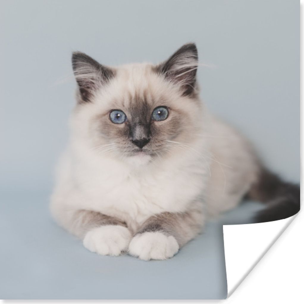 MuchoWow Poster Katze - Ragdoll Katze - Blau - Mädchen - Kinder - Jungen - Kind 75x75 cm - Wand Dekoration