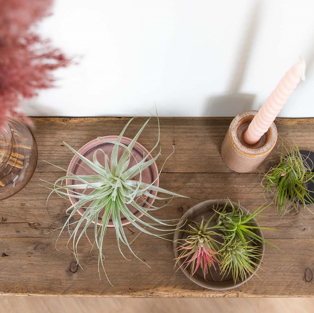 5x Tillandsia Mix - Luftpflanzen echt - Quallenpflanzen - Produktbild 5