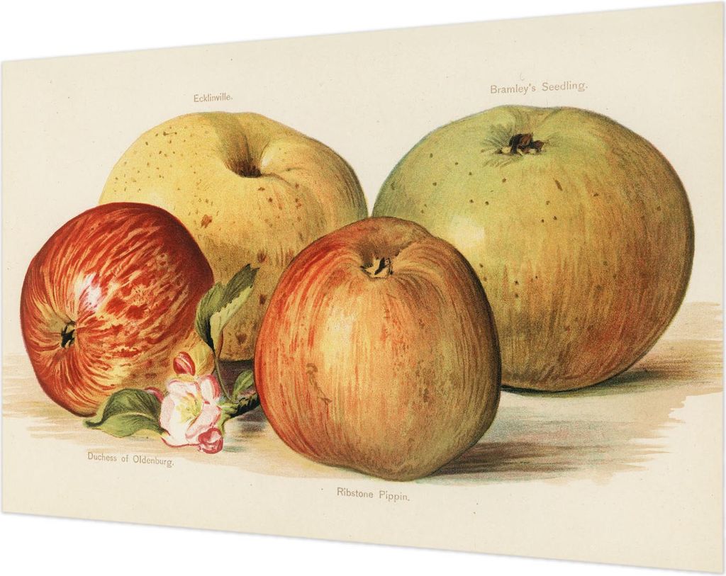 Wandtapete - Dekorative Tapete für Wohnzimmer- Tapetenfolie für Wanddekoration - 104x70 cm - Apfelblüten