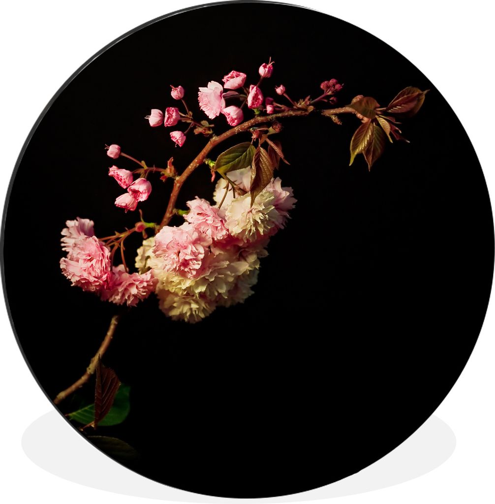 MuchoWow Aluminium Wandkreis Eine Kirschblüte vor schwarzem Hintergrund Ø 90 cm Wanddeko Modern Wohnzimmer - Mauerkreis - Wandbilder - Runde Bi...