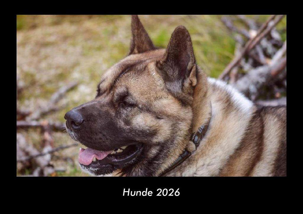 Hunde 2026 Fotokalender - Querformat DIN A3, Monatskalender mit Bild-Motiven von Haustieren, Bauernhof, wilden Tieren und Raubtieren