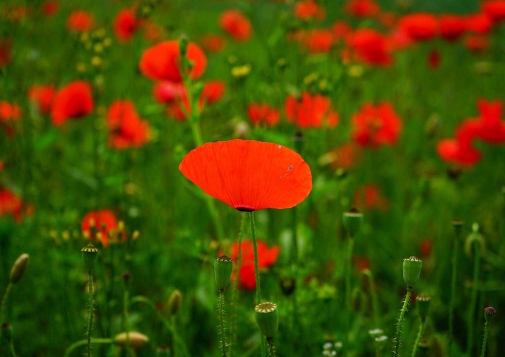 hansepuzzle 16388 - Mohn-Feld Puzzle, 260 Teile, Natur, 41,0 x 28,0cm mit hochwertiger Aufbewahrung, Kartonbox und wiederverschließbarem Beutel