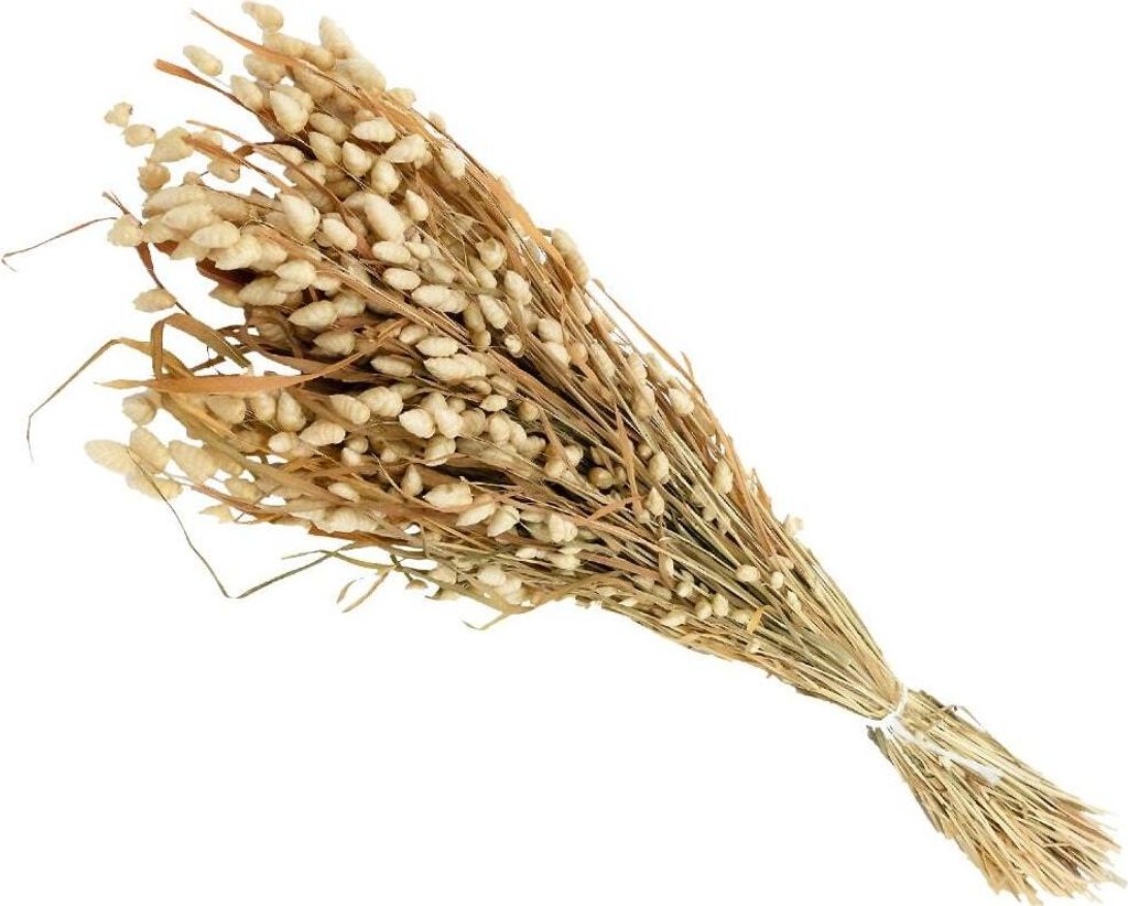 Briza Maxima großes Zittergras Trockenblume Gras Naturdeko 1 Beutel 50g natur