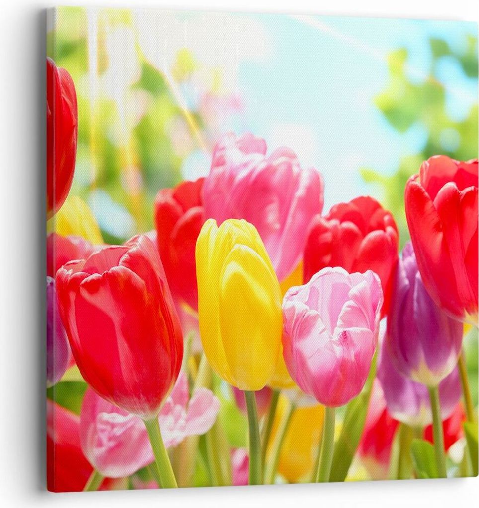 Bild auf Leinwand - Leinwandbild - Tulpe Blume Garten Produktbild 