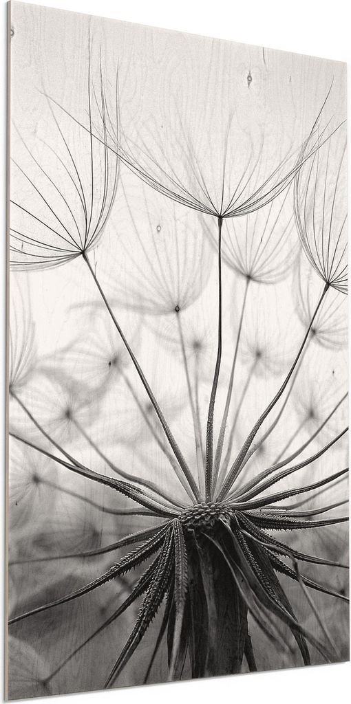 DEQORI Holzbild 60x90 cm 'Pusteblume Nahaufnahme' Bild auf Holz Wandbild Kunstdruck