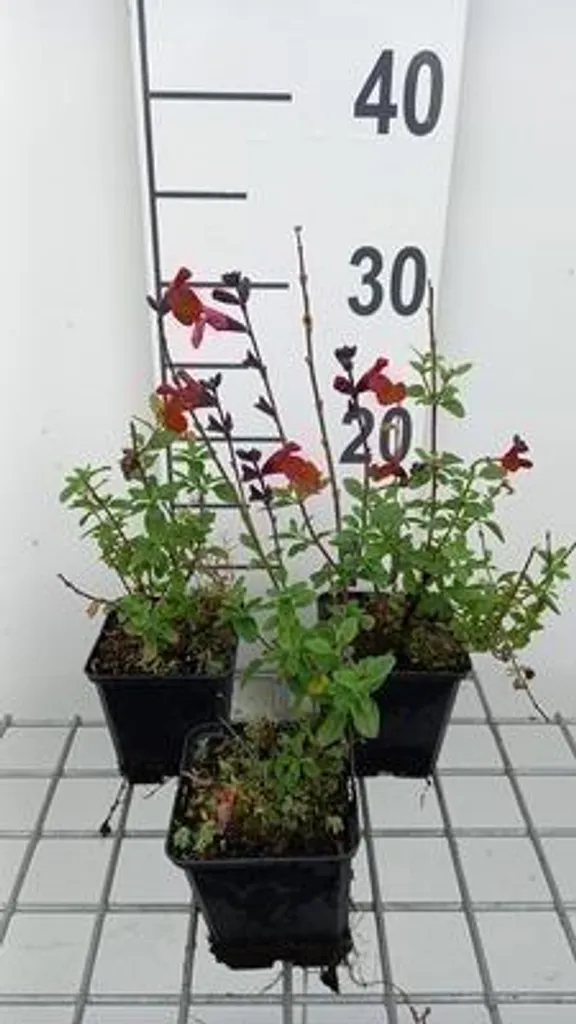 6 Salvia microphylla Royal Bumble - Sauge arbustive en pot de 9cm