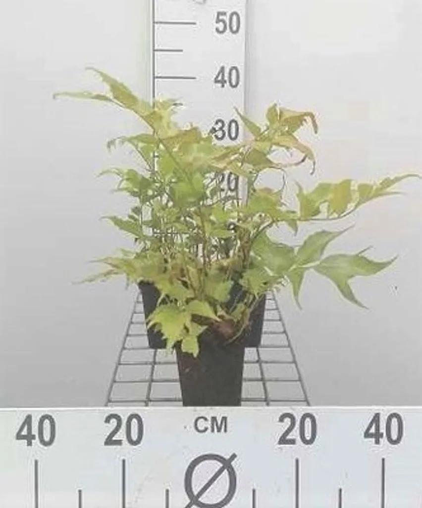 Végétalisez l'ombre avec 6 Cyrtomium falcatum - Fougères robustes en pot