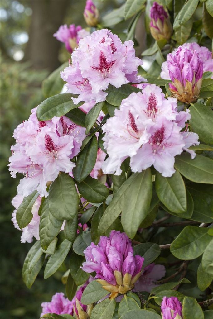 Rhododendron Hybr. 'Progres', Rhododendron, 30–40 cm, rosa Blüten