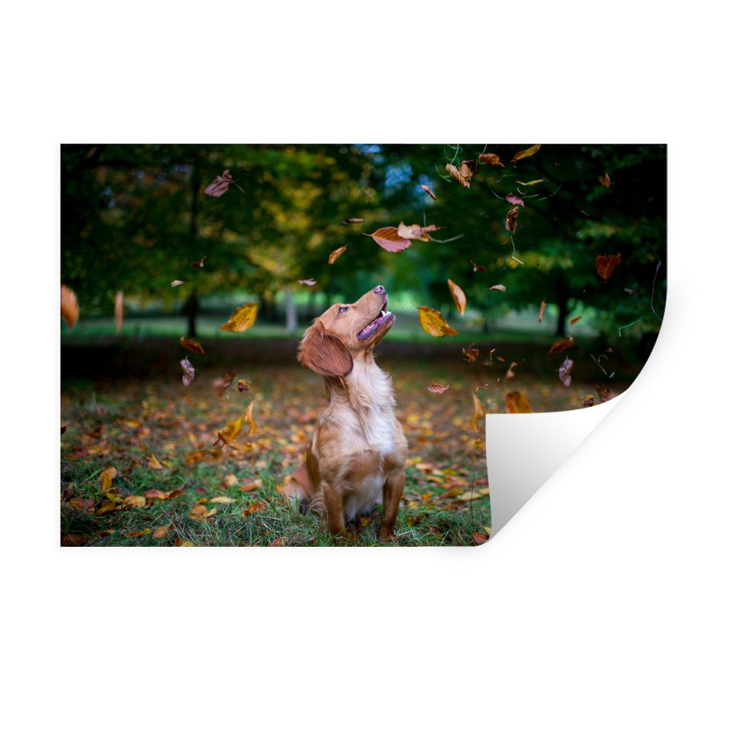 MuchoWow Wandtattoo Wandsticker Wandaufkleber Ein englischer Cockerspaniel spielt mit Blättern 120x80 cm Selbstklebend und Repositionierbar - Se...