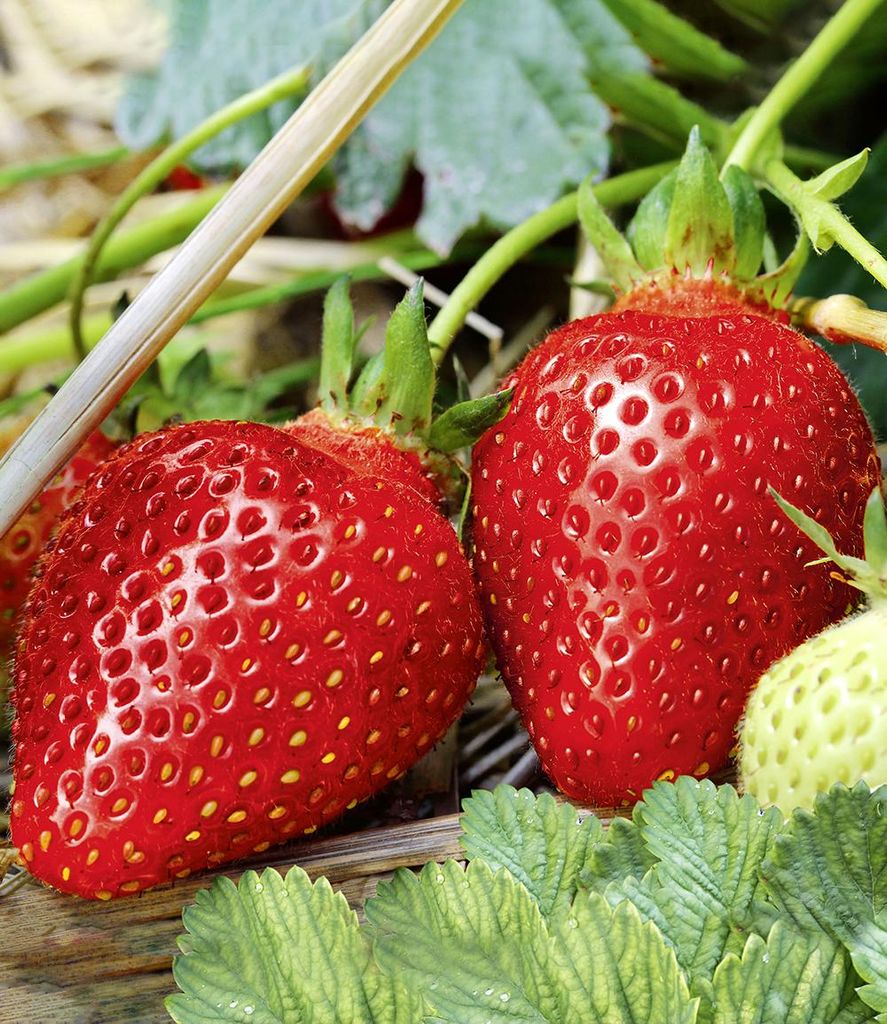 Close-up of ripe and unripe strawberries on a plant, with straw and leaves in the background.