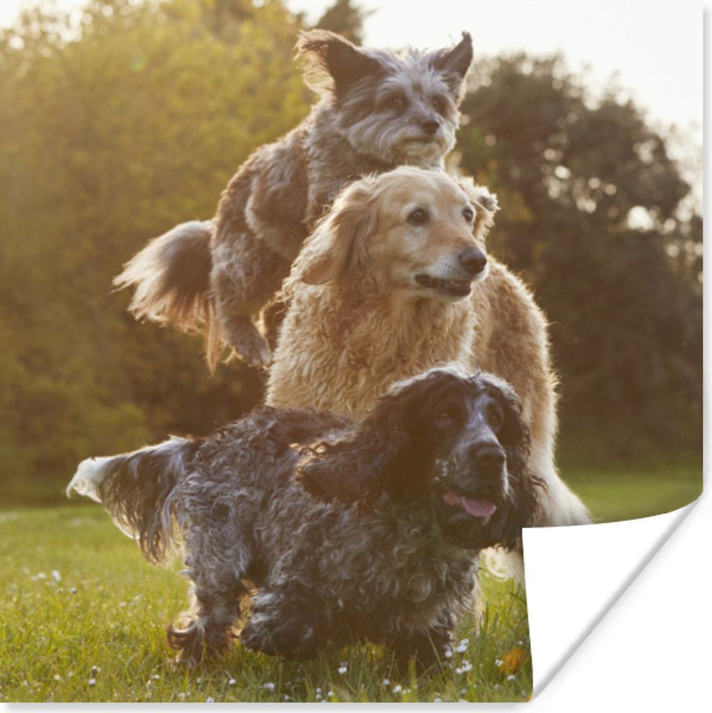 MuchoWow Poster Hunde - Park - Sonne 50x50 cm - Wohnzimmerdekoration