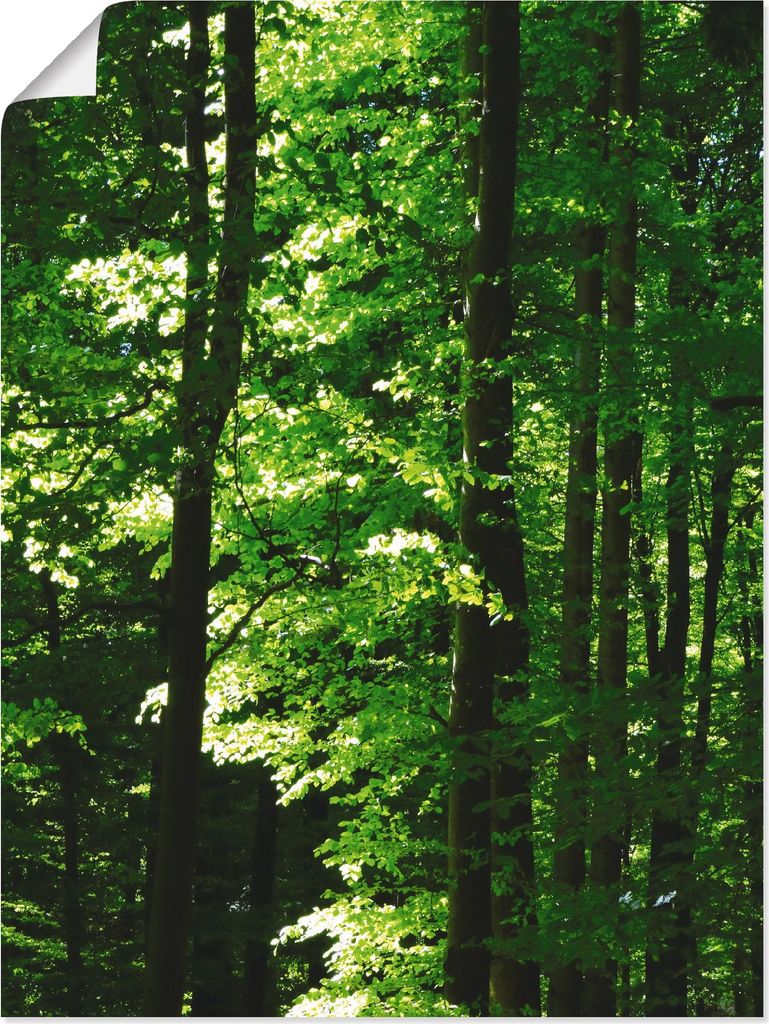 ARTland Poster Im Buchenwald Größe: 60x80 cm