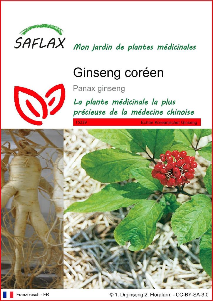 SAFLAX  - Ginseng coréen - 10 graines - Panax Image du produit 