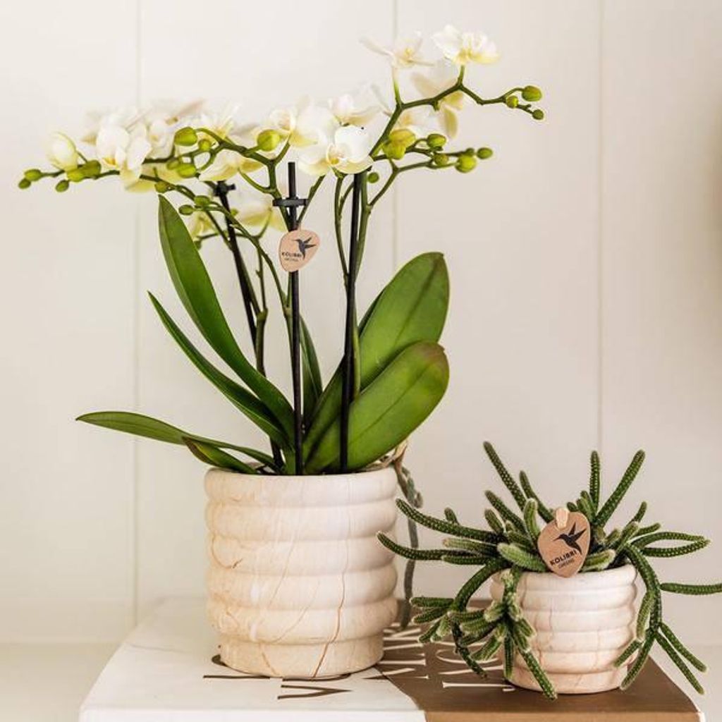 Dekotopf Marmor Hell Ø9cm Keramik Blumentopf in Marmoroptik Zeitloses Pflanztopf