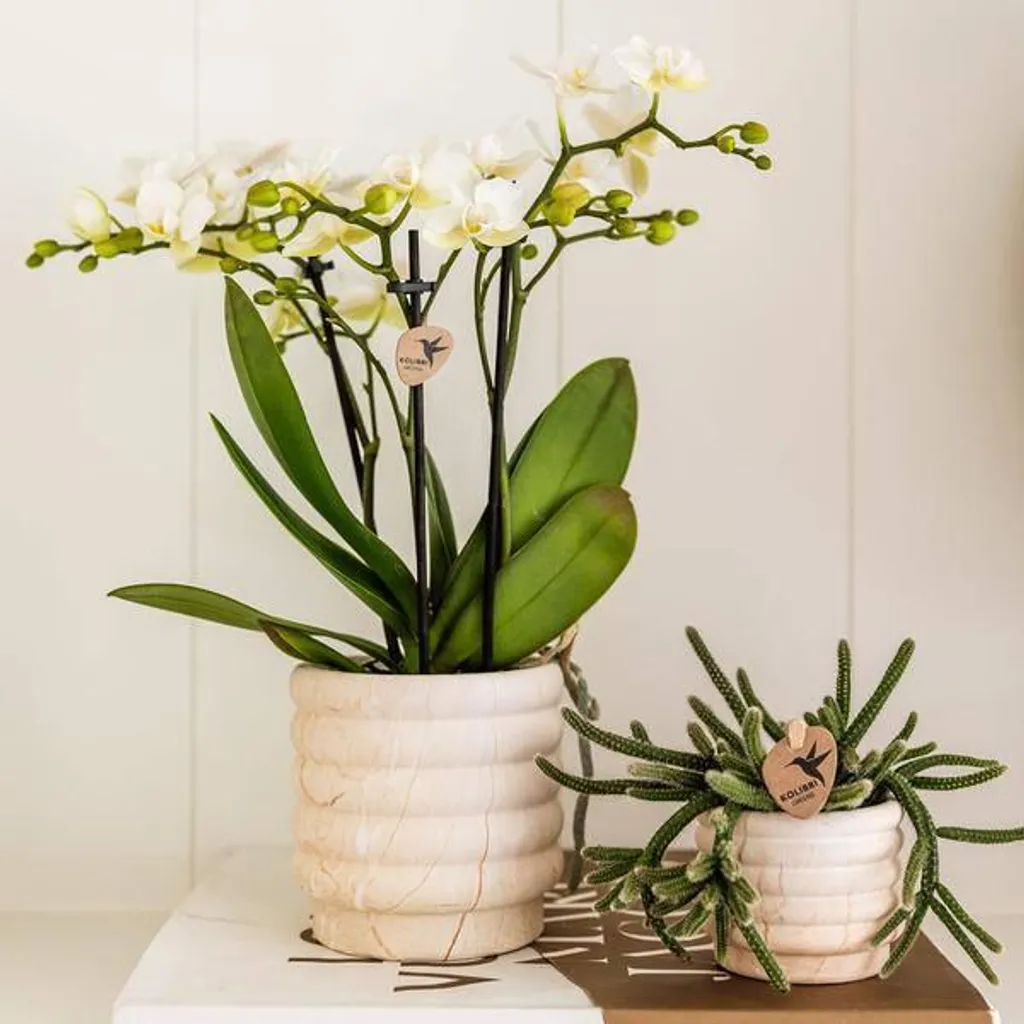 Pot de fleurs moderne pour plantes grasses et succulentes Ø9cm marbre