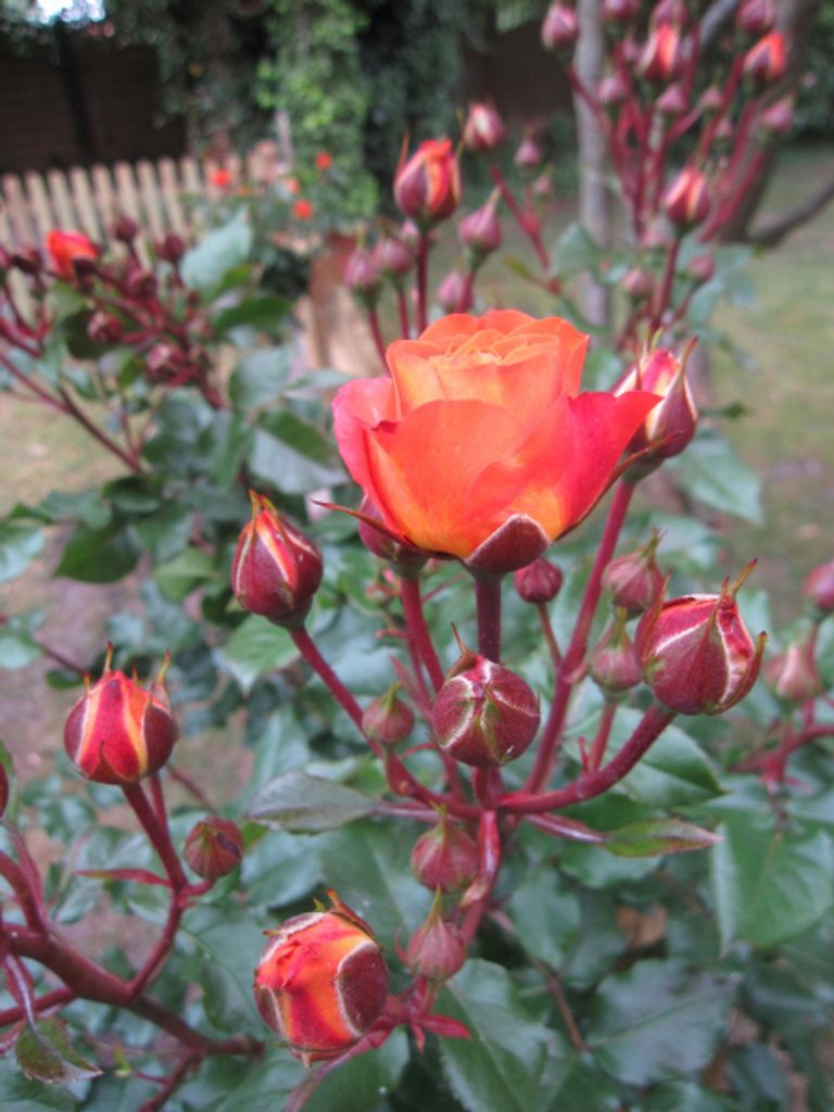 Rosa Phoenix - Stammrose Phoenix - Kordes Rose