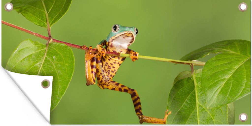 MuchoWow 80x40 cm Outdoor-Poster Gartendeko Sichtschutz Garten Poster für den Garten Frosch - Zweig - Grün
