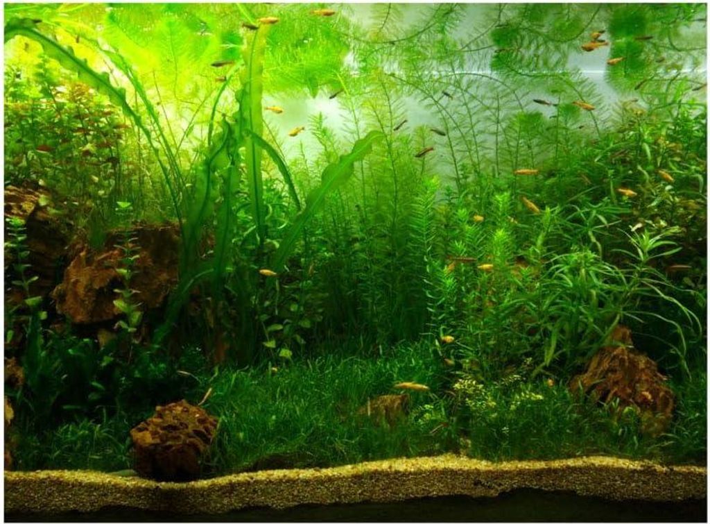 Aquarium Hintergrundposter - Wassergras Stil - 3D Effekt - selbstklebendes Poster - Fischtank Hintergründe Tapete - Dekoration - Aquascape