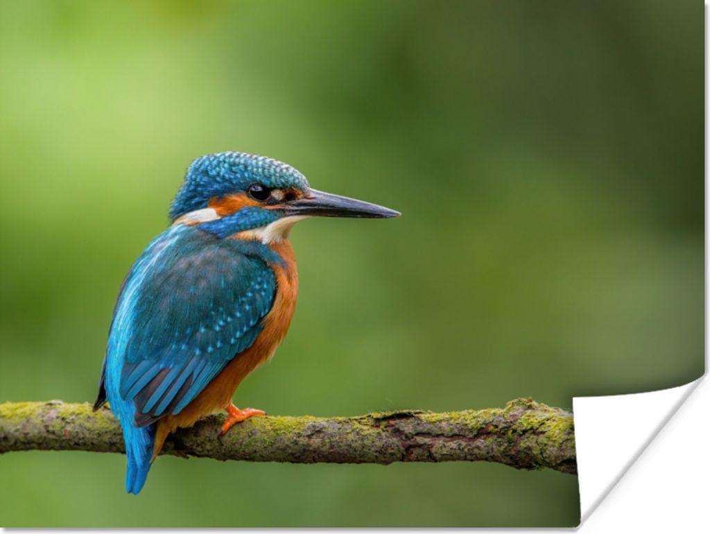 MuchoWow Poster Eisvogel - Zweig - Moos - Vogel - Grün 40x30 cm - Plakate für die Wände - Poster Wohnzimmer