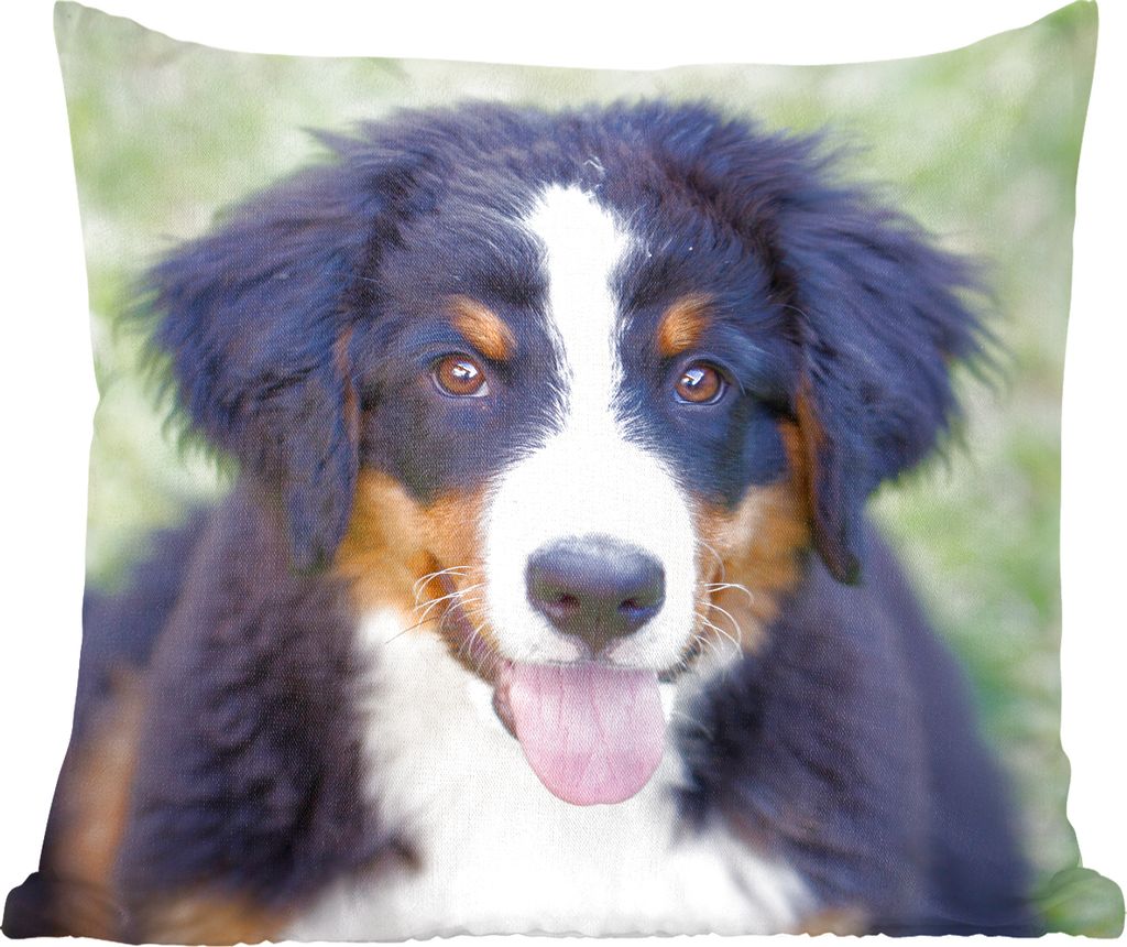 MuchoWow Zierkissen Sofakissen Wohnzimmer Dekokissen 60x60 cm Berner Sennenhund auf der grünen Wiese - Sitzfläche - Foto Polster