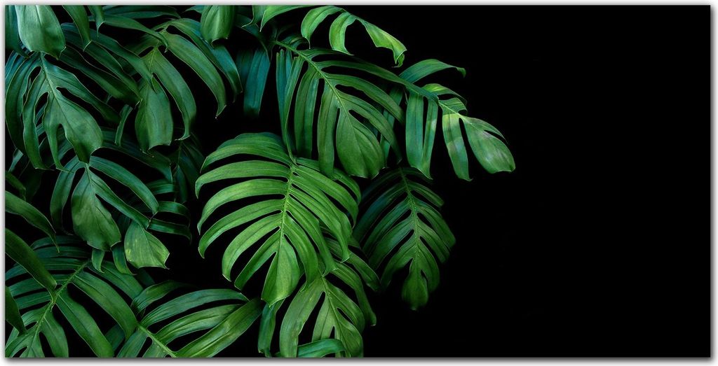 Coloray - Bild aus Glas - Glasbilder - 100 x 50 cm - Wanddekoration Wohnzimmer Glasblock mit Bild Gehärtetes Glas Dekoration Küche - Grünpflanzen