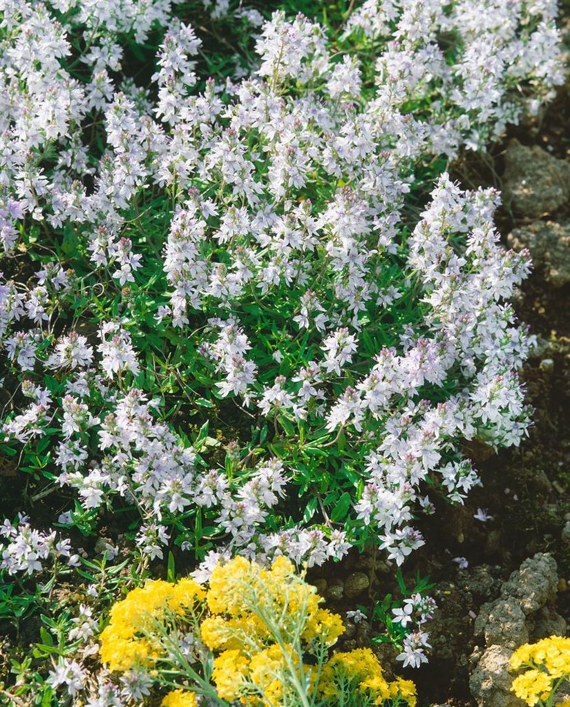 Veronica prostrata 'Alba', Ehrenpreis, weiß, ca. 9x9 cm Topf