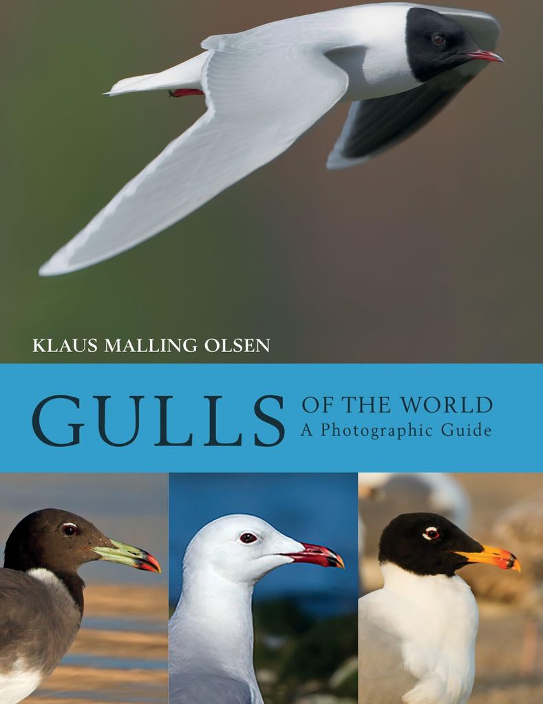 Gulls of the World