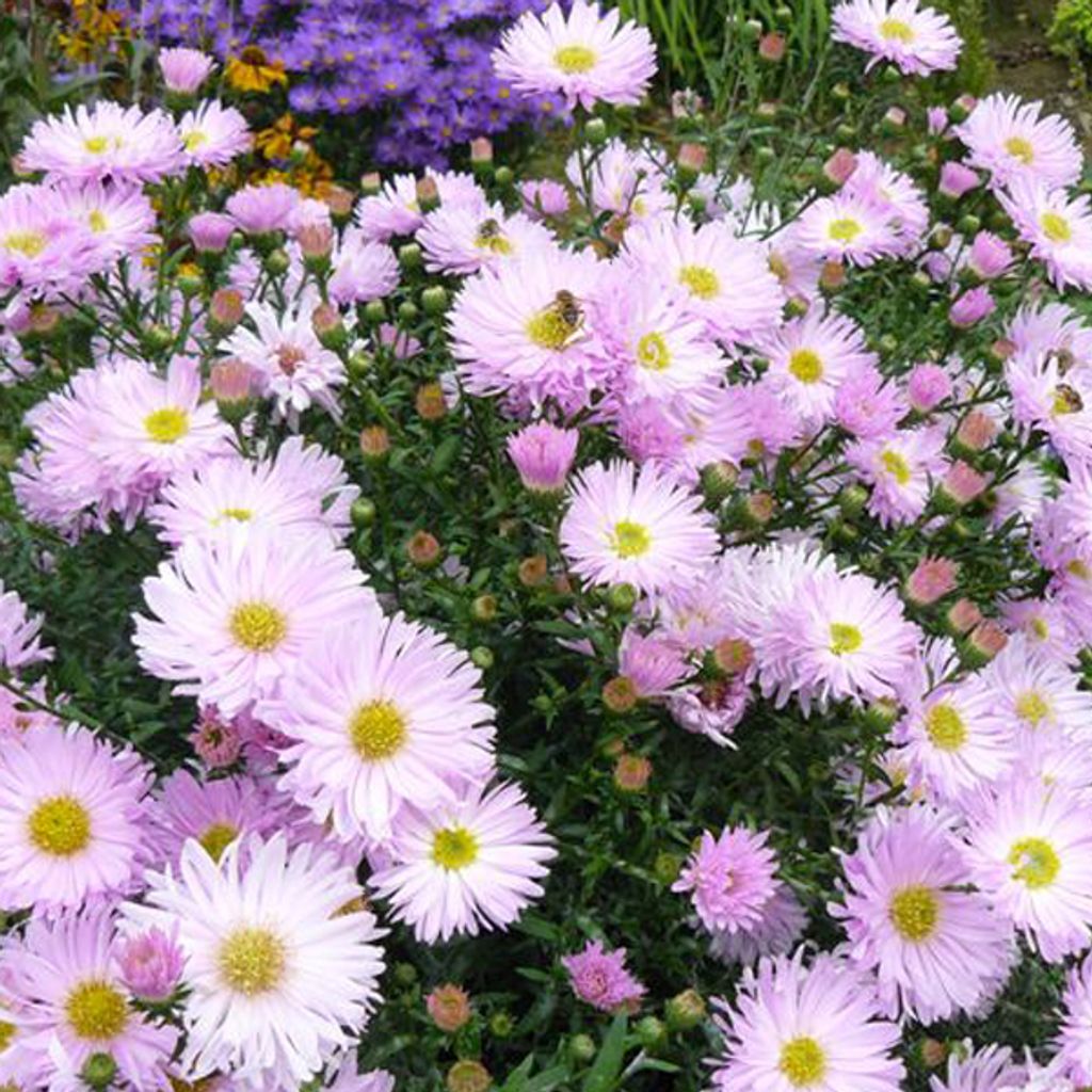 6 x Glattblatt Aster - Aster novi belgii 'Fellowship' | Topf 9cm x 9cm