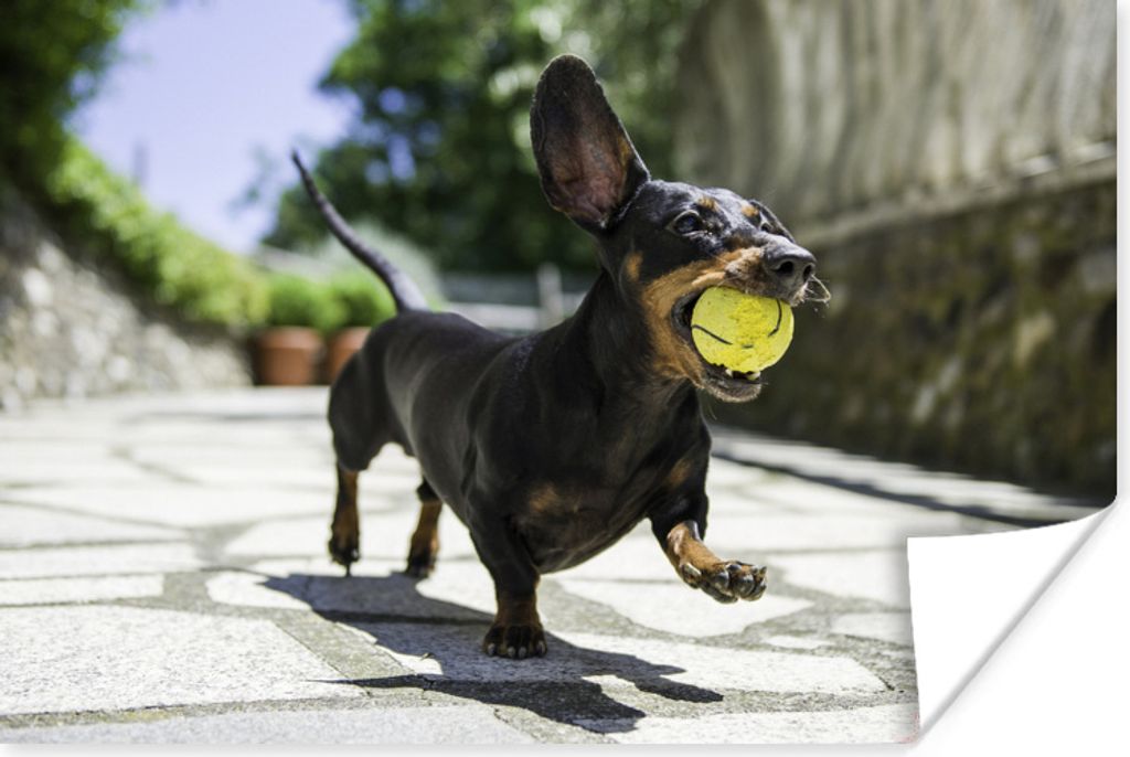 MuchoWow Poster Ein schwarzer Dachshund mit einem Tennisball 120x80 cm - Bilder