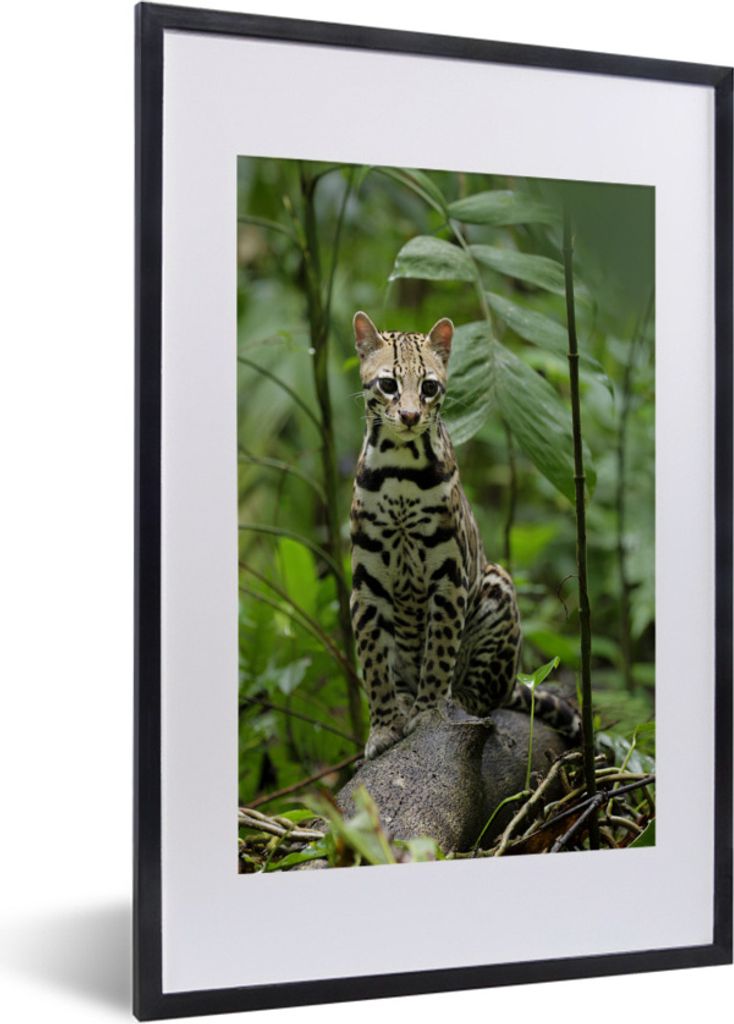 MuchoWow Gerahmtes Poster Ozelot aus Costa Rica 40x60 cm - Poster mit Schwarzem Bilderrahmen Wandposter Rahmen Foto Bilder - Poster in Rahmen