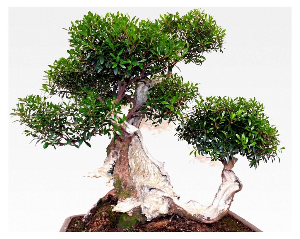 Echte Myrte Bonsai 30 Samen